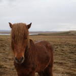 ICELANDIC-HORSE-IN-FIELD