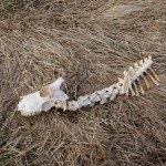 iceland-sheep-skeleton