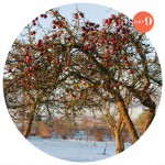 camilla-jorvad-photographer-danish-countryside-winter