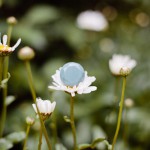 daisies-in-field-blue-ring