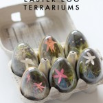 eggs-in-carton-terrarium