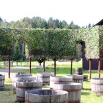 courtyard-of-leaves-whiskey-barrels