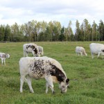 cows-gunillaberg-sverige