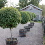 trees-lined-in-planters