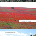 TOP-DESTINATIONS-FOR-PEOPLE-WHO-LOVE-FLOWERES