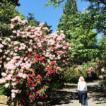 rhododendrons-portland