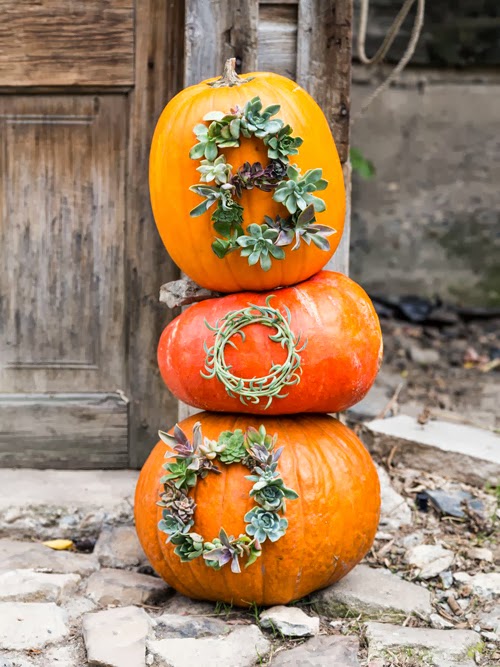Pumpkin concepts to raise your entrance porch | Digital Noch Digital Noch