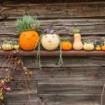 family-portrait-in-pumpkin-faces-and-succulents