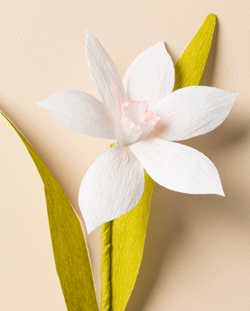 paper flower narcissus