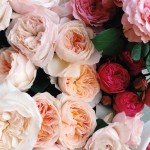 David-Austen-roses