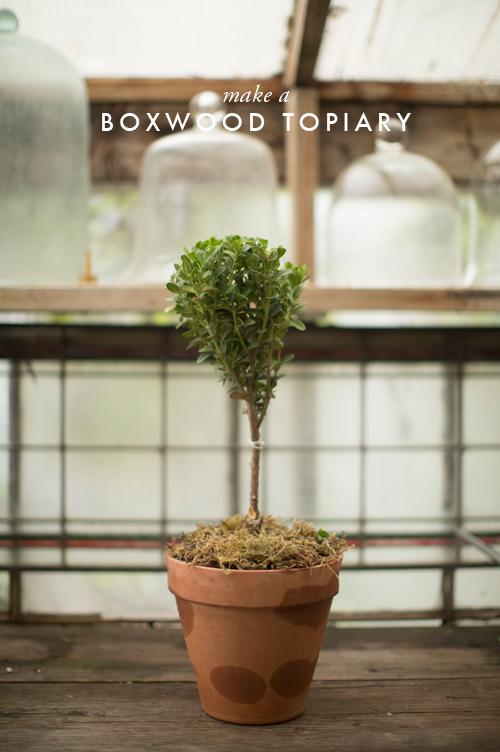 How to make a boxwood topiary