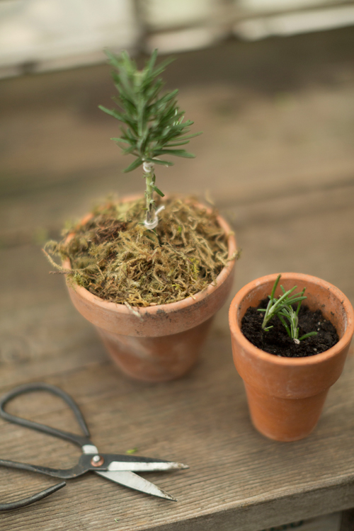 Rosemary topiary tutorial
