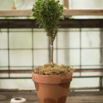 boxwood-topiary-final