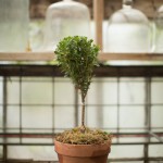 boxwood-topiary-plain
