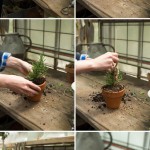 rosemary-topiary-instructions