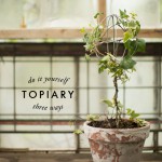 topiaries-three-ways