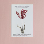 Tulip botanical valentine