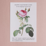 rose botanical valentine