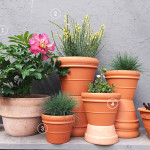 Make a container garden with these 5 full sun plants