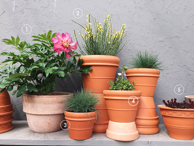 Make a container garden with these 5 full sun plants