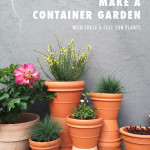 MAKE A CONTAINER GARDEN WITH THESE 4 FULL SUN PLANTS