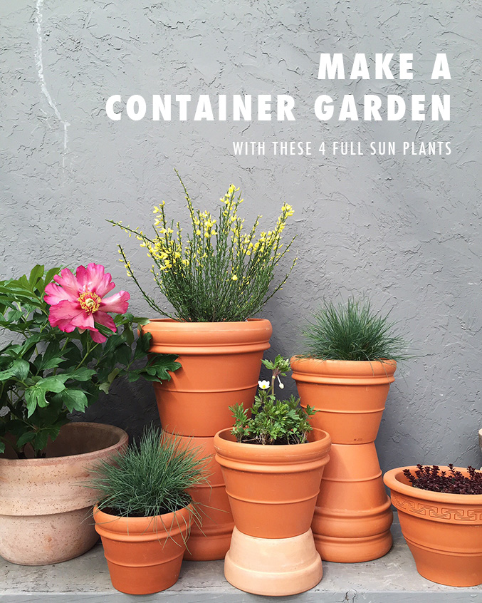 Make A Container Garden With These 4 Full Sun Plants The House