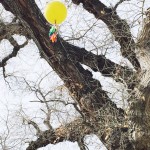 balloon stuck in a tree