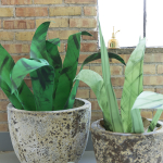 Paper potted plants