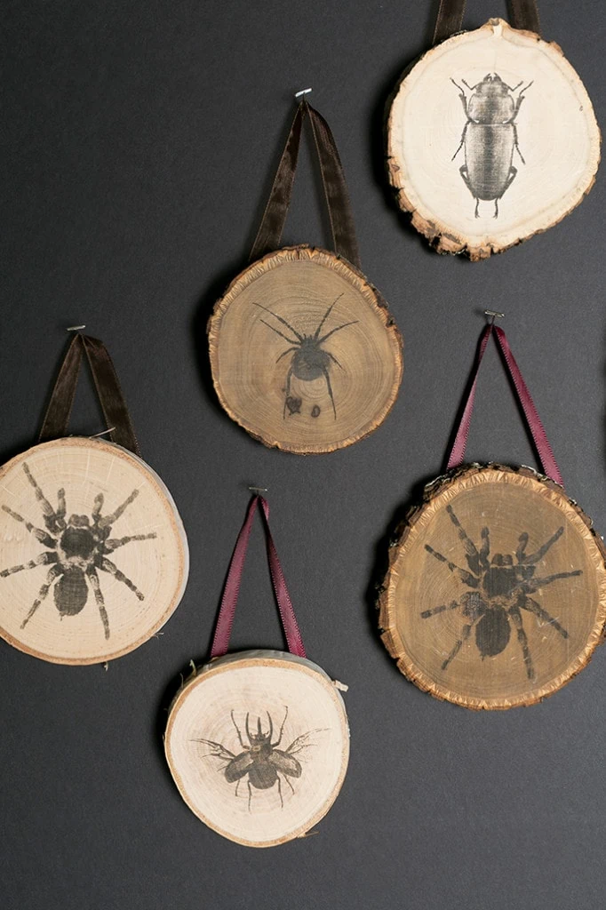 wooden cross sections of branches with spiders and bugs transferred onto them hanging from maroon ribbons.
