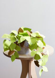 Paper heartleaf philodendron in bright green in a checkered pot on a wooden table