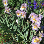 grove-of-irises