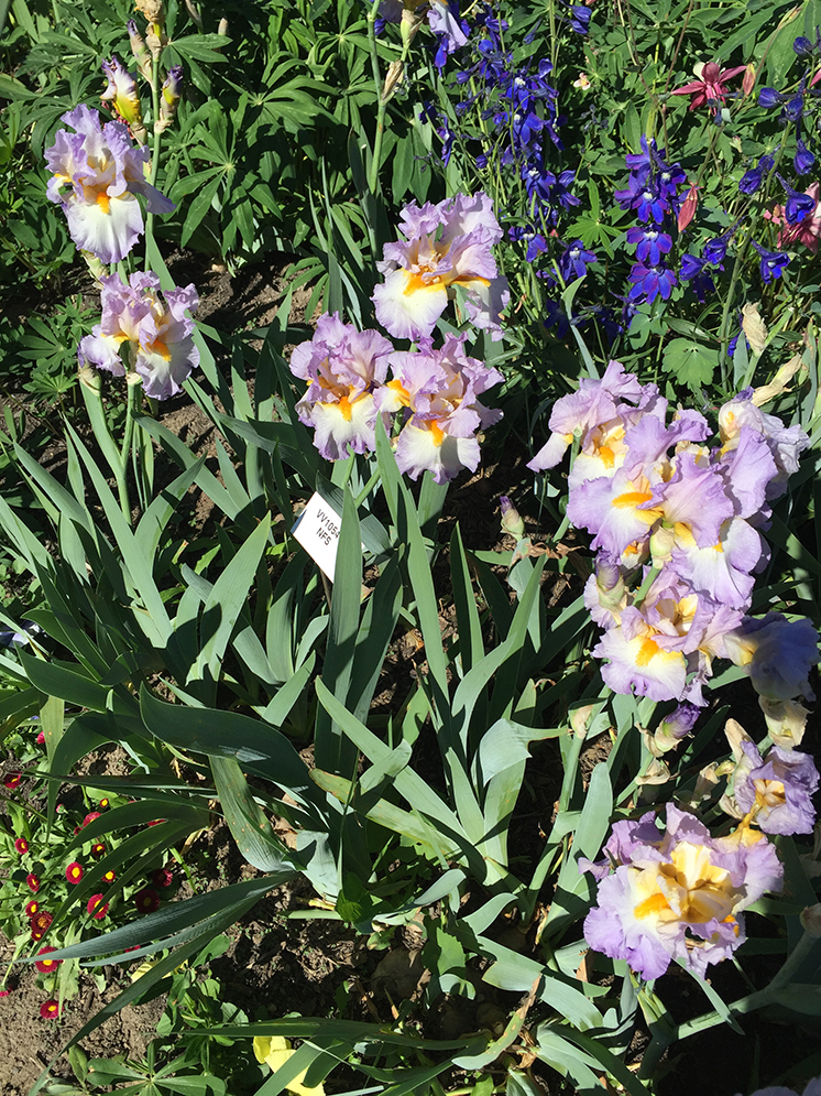 grove-of-irises
