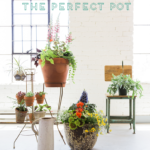 How to plant a pot