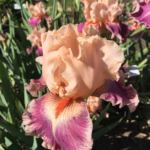 peach-iris