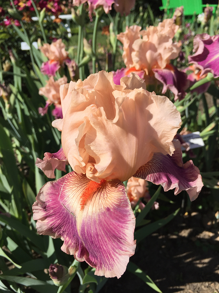 peach-iris