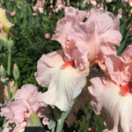 peach-irises-5