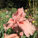 pink-iris