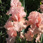 pink-irises-farms