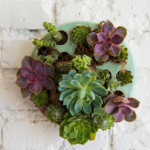 DIY succulent wall planter