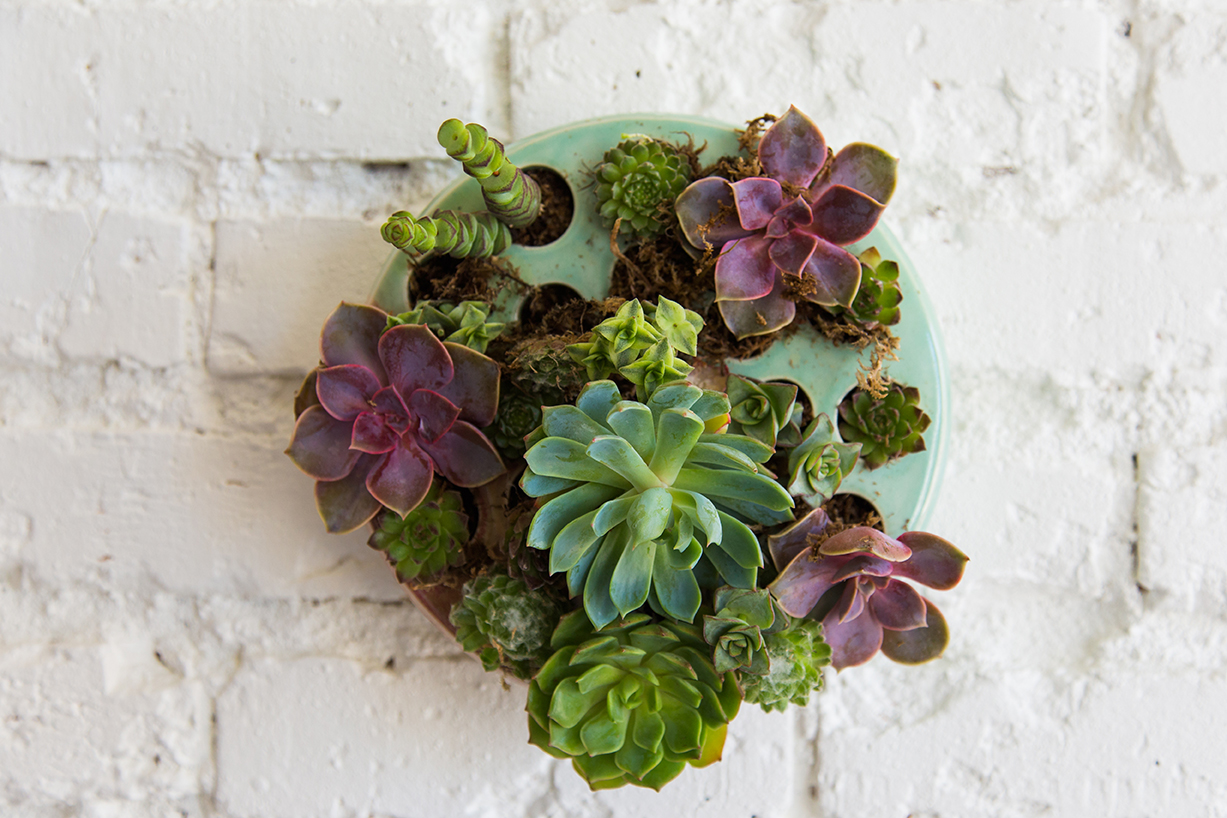 DIY succulent wall planter (& video)