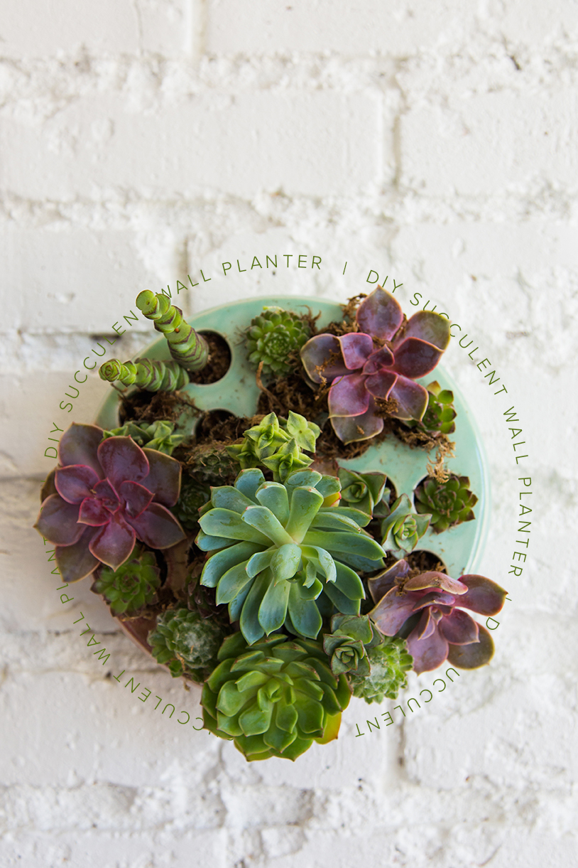 DIY succulent wall planter 