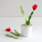 paper_christmas_cactus_gravel_and_plants
