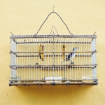travel-to-cuba-birdcage-2