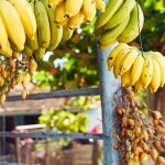 travel-to-cuba-fruit-stand-bananas
