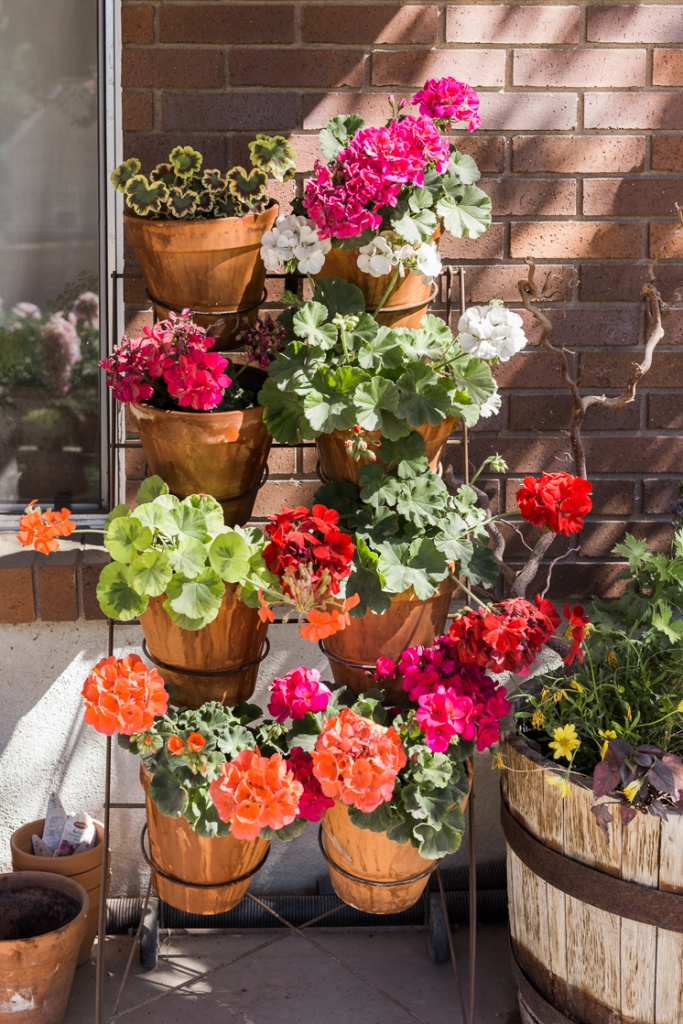 A display of geraniums in terracotta pots