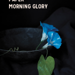 p.44_morning-glory_finished_photograph-copyright-2017-by-Aya-Brackett-with-text