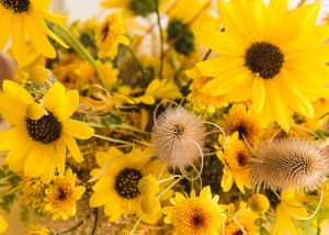 Foraged Fall Sunflower