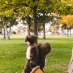 Jasper’s Squirrel Halloween Costume 2019-7943