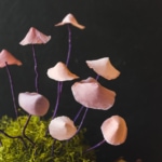 Uncommon- DIY Paper Mushroom-7914
