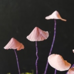 Uncommon- DIY Paper Mushroom-7916